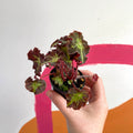 Begonia rex 'Beatrice Hadrell' - Welsh Grown - Sprouts of Bristol