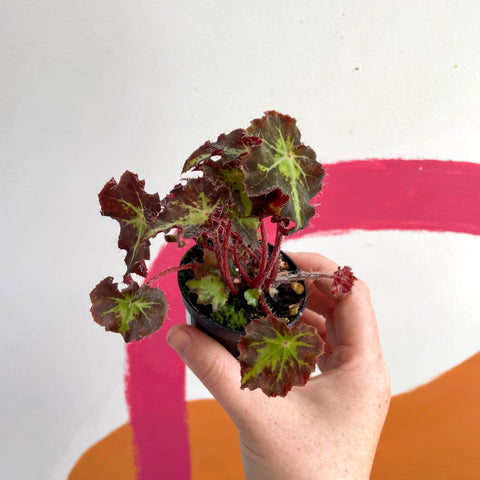 Begonia rex 'Beatrice Hadrell' - Welsh Grown - Sprouts of Bristol