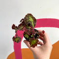 Begonia rex 'Beatrice Hadrell' - Welsh Grown - Sprouts of Bristol