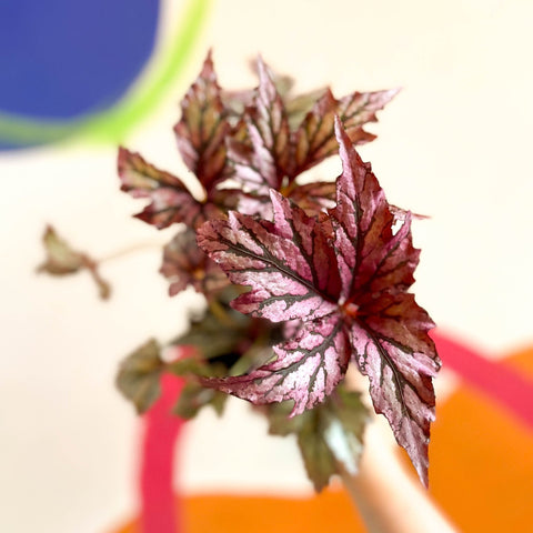 Begonia rex 'Benitochiba' - Welsh Grown - Sprouts of Bristol