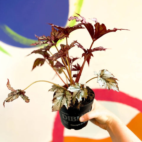 Begonia rex 'Benitochiba' - Welsh Grown - Sprouts of Bristol