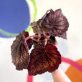 Begonia rex 'Black Knight' - Welsh Grown - Sprouts of Bristol