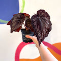Begonia rex 'Black Knight' - Welsh Grown - Sprouts of Bristol