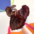 Begonia rex 'Black Knight' - Welsh Grown - Sprouts of Bristol
