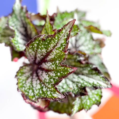 Begonia rex 'Bostella' - Sprouts of Bristol