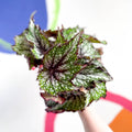 Begonia rex 'Bostella' - Sprouts of Bristol