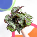 Begonia rex 'Bostella' - Sprouts of Bristol