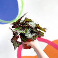 Begonia rex 'Bostella' - Sprouts of Bristol