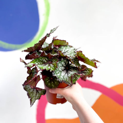 Begonia rex 'Bostella' - Sprouts of Bristol