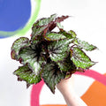 Begonia rex 'Bostella' - Sprouts of Bristol
