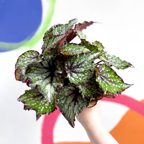 Begonia rex 'Bostella' - Sprouts of Bristol