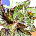 Begonia rex 'Bostella' - Sprouts of Bristol