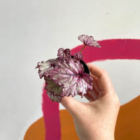 Begonia rex 'Candy Queen' - Welsh Grown - Sprouts of Bristol