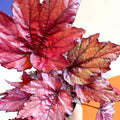 Begonia rex 'Candy Queen' - Welsh Grown - Sprouts of Bristol