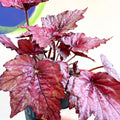 Begonia rex 'Candy Queen' - Welsh Grown - Sprouts of Bristol