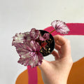 Begonia rex 'Candy Queen' - Welsh Grown - Sprouts of Bristol