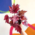 Begonia rex 'Candy Queen' - Welsh Grown - Sprouts of Bristol