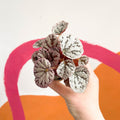 Begonia rex 'Chayo' - Sprouts of Bristol