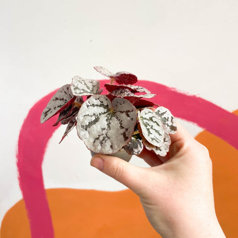 Begonia rex 'Chayo' - Sprouts of Bristol