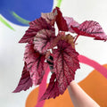 Begonia rex 'David Blais' - Welsh Grown - Sprouts of Bristol