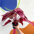 Begonia rex 'David Blais' - Welsh Grown - Sprouts of Bristol