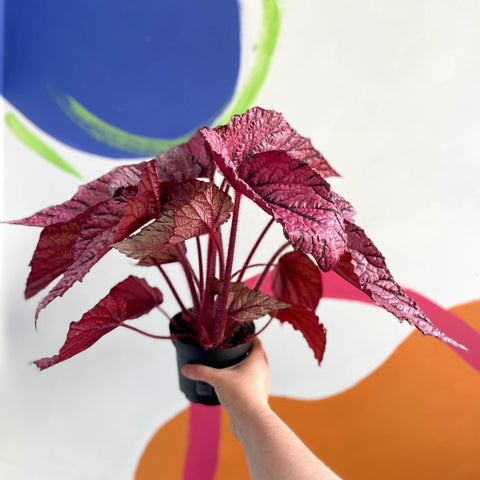 Begonia rex 'David Blais' - Welsh Grown - Sprouts of Bristol