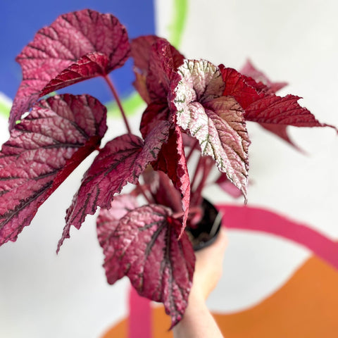 Begonia rex 'David Blais' - Welsh Grown - Sprouts of Bristol