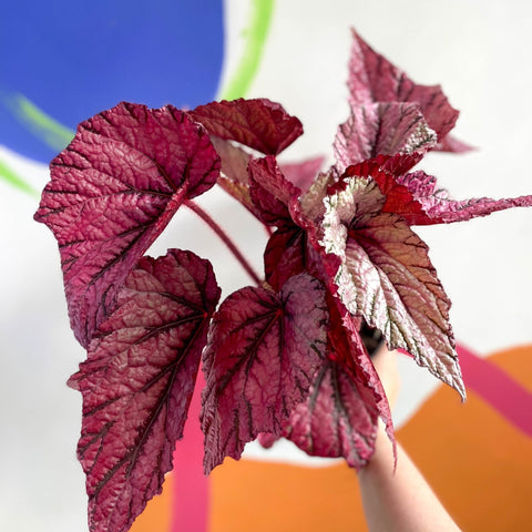 Begonia rex 'David Blais' - Welsh Grown - Sprouts of Bristol