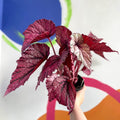 Begonia rex 'David Blais' - Welsh Grown - Sprouts of Bristol