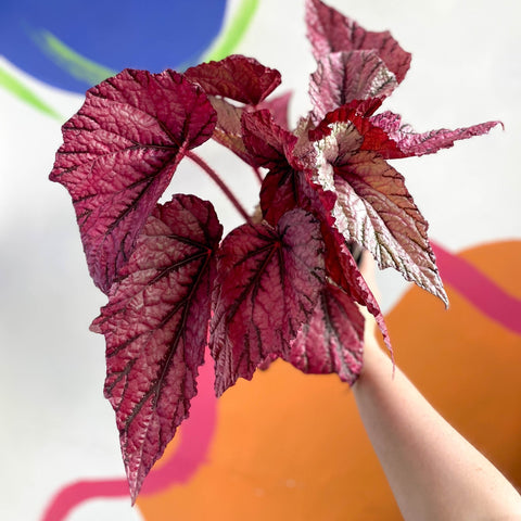 Begonia rex 'David Blais' - Welsh Grown - Sprouts of Bristol