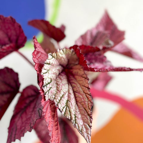 Begonia rex 'David Blais' - Welsh Grown - Sprouts of Bristol