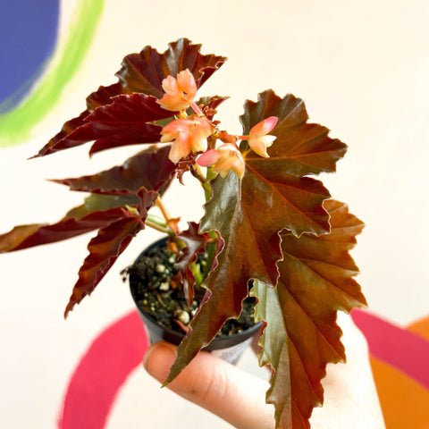 Begonia rex 'Dawnal Meyer' - Welsh Grown - Sprouts of Bristol