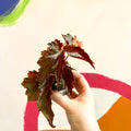 Begonia rex 'Dawnal Meyer' - Welsh Grown - Sprouts of Bristol