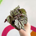 Begonia rex 'Dew Drop' - Sprouts of Bristol