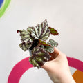 Begonia rex 'Dew Drop' - Sprouts of Bristol