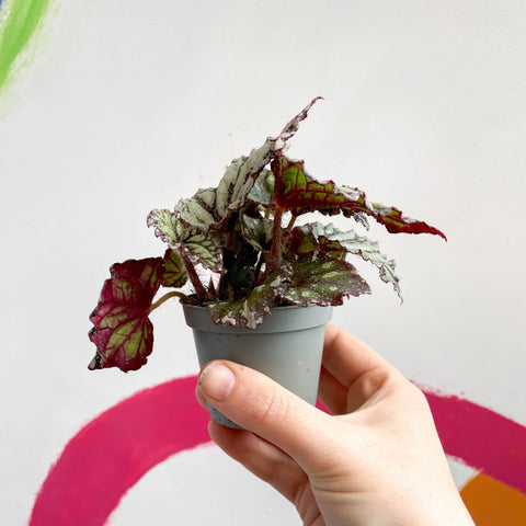 Begonia rex 'Dew Drop' - Sprouts of Bristol