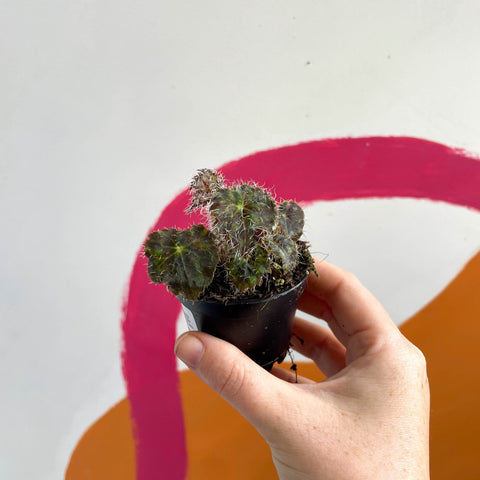 Begonia rex 'Elaine's Baby' - Welsh Grown - Sprouts of Bristol