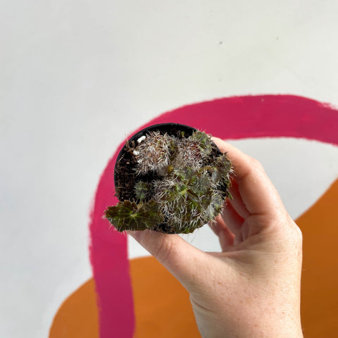 Begonia rex 'Elaine's Baby' - Welsh Grown - Sprouts of Bristol