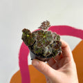 Begonia rex 'Elaine's Baby' - Welsh Grown - Sprouts of Bristol