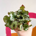 Begonia rex 'Escargot' - Sprouts of Bristol