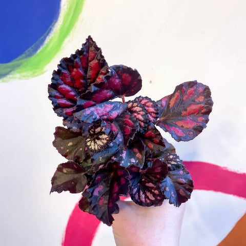 Begonia rex 'Etna' - Sprouts of Bristol