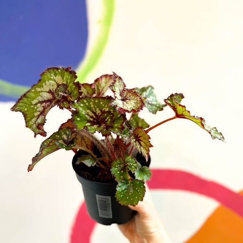 Begonia rex 'Green Gecko' - Welsh Grown - Sprouts of Bristol