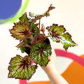 Begonia rex 'Green Gecko' - Welsh Grown - Sprouts of Bristol
