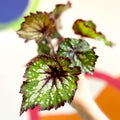 Begonia rex 'Green Gecko' - Welsh Grown - Sprouts of Bristol