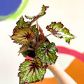 Begonia rex 'Green Gecko' - Welsh Grown - Sprouts of Bristol