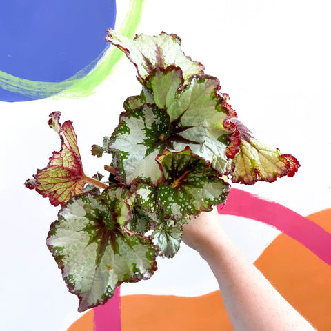 Begonia rex 'Green Gold' - Welsh Grown - Sprouts of Bristol