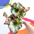 Begonia rex 'Green Gold' - Welsh Grown - Sprouts of Bristol