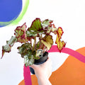 Begonia rex 'Green Gold' - Welsh Grown - Sprouts of Bristol