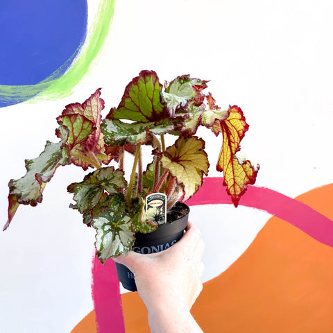 Begonia rex 'Green Gold' - Welsh Grown - Sprouts of Bristol