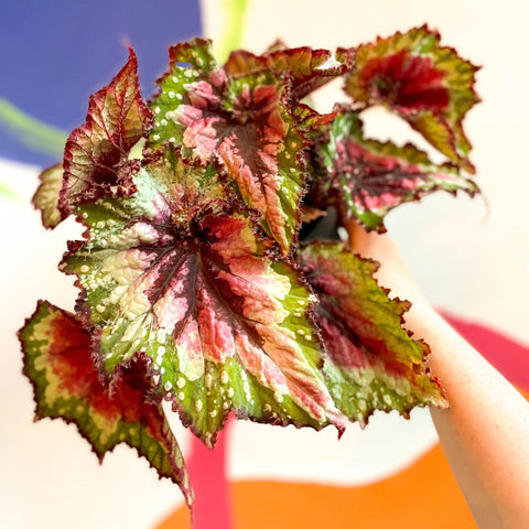 Begonia rex 'Green Sparkles' - Welsh Grown - Sprouts of Bristol